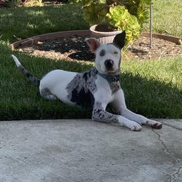 Catahoula Leopard Dog All Grown Up from Kassie's Catahoulas