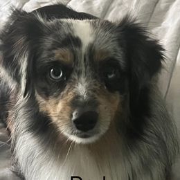 Beau - Miniature Australian Shepherd