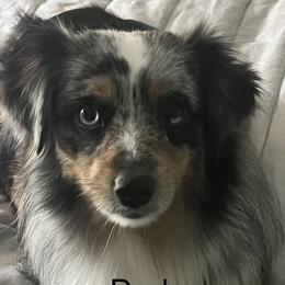Beau - Miniature Australian Shepherd