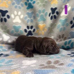 Purple Collar Female - Chocolate female Labrador Retriever puppy in Kissimmee, Florida from SunState Labs