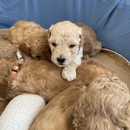 Goldendoodle Puppies from Angel’s Goldendoodle Pups