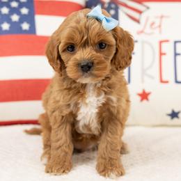 Cavapoo, Cockapoo, Maltipoo, and Poodle Puppies from My Doodle Puppy