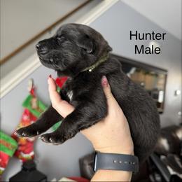 Hunter - Black male German Shepherd puppy in Terra Alta, West Virginia from Shepherd Country Farm and Kennels