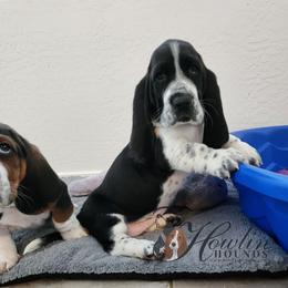 Ronal - Black and white female Basset Hound puppy in Surprise, Arizona from Howlin Hounds