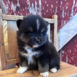 Rolls - Black and white male Pomsky puppy in Bucyrus, Missouri from Hill Top Pomskies