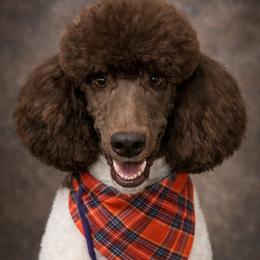 Poodle All Grown Up from Tailored poodles