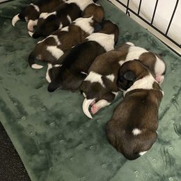 Shih Tzu Puppies from Willow Lane Shih Tzus