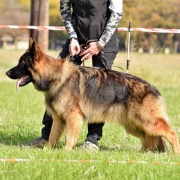 Shiro - German Shepherd