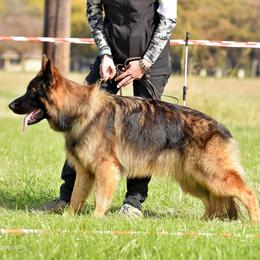 Shiro - German Shepherd