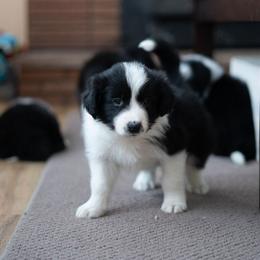 Border Collie Puppies from Hazelwood Border Collies