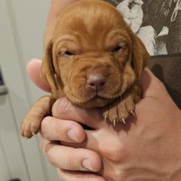 Yellow - Golden rust female Vizsla puppy in Bruce Twp, Michigan from Stoney Creek's Vizslas