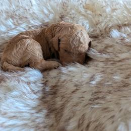 Marigold - Apricot female Goldendoodle puppy in Apache Junction, Arizona from Loving Doodle