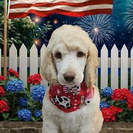 Peter - Cream male Poodle puppy in Clearwater, Florida from Poodle Majesty