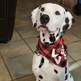 Phoenix - Dalmatian