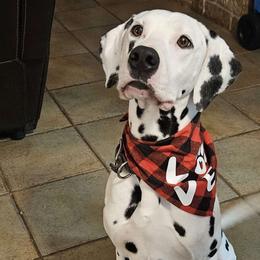 Phoenix - Dalmatian