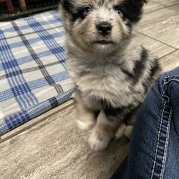 Pomsky Puppies from Michelle's Pomskies