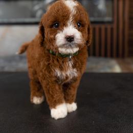 Billy - Red  male Goldendoodle puppy in South Jordan, Utah from Wasatch Pup