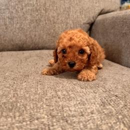 Buttercup - Red female Cavapoo puppy in Kirksville, Missouri from Show Me Poodles Doodles and Cavaliers