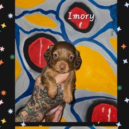 Imory - Chocolate and tan female Dachshund puppy in New Caney, Texas from BouncinMiniWeenies
