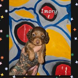 Imory - Chocolate and tan female Dachshund puppy in New Caney, Texas from BouncinMiniWeenies