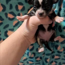 Diamonds - Black and white female Chihuahua puppy in Amity, Pennsylvania from Baxters Chihuahuas