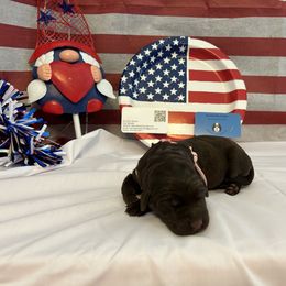 Bernedoodle and Labrador Retriever Puppies from MarmeDuke Doodles