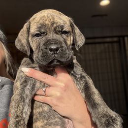 Red Collar - Brindle male Boerboel puppy in Manitowoc, Wisconsin from Mae Boerboel