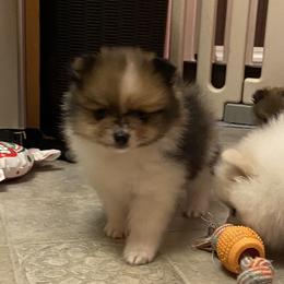Teenie tri merle parti - Blue merle male Pomeranian puppy in Kelso, Washington from Highlander Pomeranians