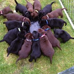 "Circle of Life, c.2014" Labrador Retriever Puppies from Arctic Texan Labradors