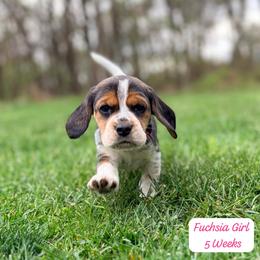 Fuchsia Girl - Black white and tan female Beagle puppy in Grantsville, Maryland from Fable & Fern Beagles