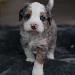 Freeze - Blue merle male Aussiedoodle puppy in Casa, Arkansas from Blue Diamond Puppies