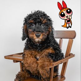 Cockapoo and Goldendoodle Puppies from My Forever Best Friend