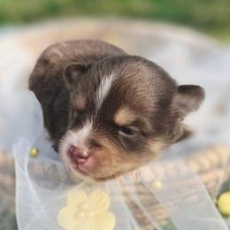 Luca - Chocolate male Pomsky puppy in Christiana, Tennessee from Smoky Mountain Pomskies