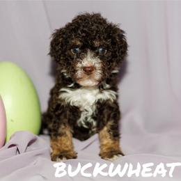 Buckwheat - Brown male Bernedoodle puppy in Gilbert, Arizona from Safe Havynn Doodles