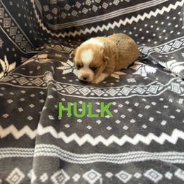 Hulk - White and red male Pembroke Welsh Corgi puppy in Sherwood, Michigan from Patrick's Puppies