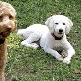 Goldendoodles from Hamstead Goldendoodles