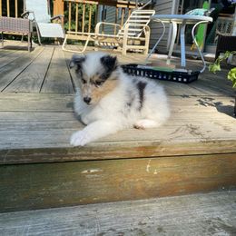 Pixley - Blue merle female Collie puppy in Blossvale, New York from Glenara Collies & Papillons