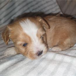 Dark Blonde Male - Gold male Yorkshire Terrier puppy in Lakeland, Florida from You Me & The Yorkies