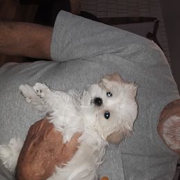 Maltese Puppies from MaltaAngel