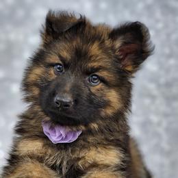 German Shepherd Puppies from Raven Oak's Shepherds