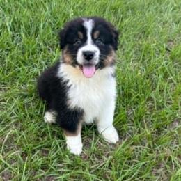 Tux - Black tri-color male Australian Shepherd puppy in Mc Alpin, Florida from RussKris Farms Aussies & Corgis