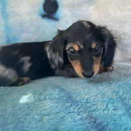 Dixie - Dapple female Dachshund puppy in Stilwell, Oklahoma from Ross Ranch Dachshunds