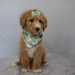 Daisy - Apricot female Goldendoodle puppy in Apopka, Florida from Rae Precious Puppies
