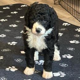 Trixie - Black and white female Sheepadoodle puppy in Blairstown, New Jersey from C3 Sheepadoodles
