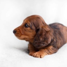 Dachshund Puppies from MyGaDachs