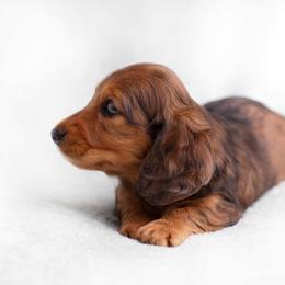 Dachshund Puppies from MyGaDachs