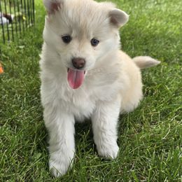 Pomsky Puppies from PJs Pomskies
