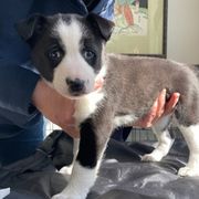 Canaan Dogs from Little Relics