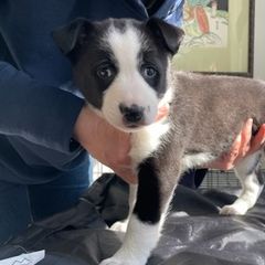 Canaan Dogs from Little Relics