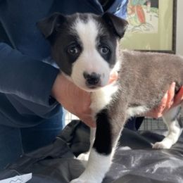 Canaan Dogs from Little Relics